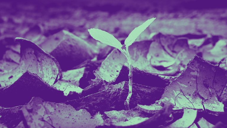 A plant coming up through the rubble.