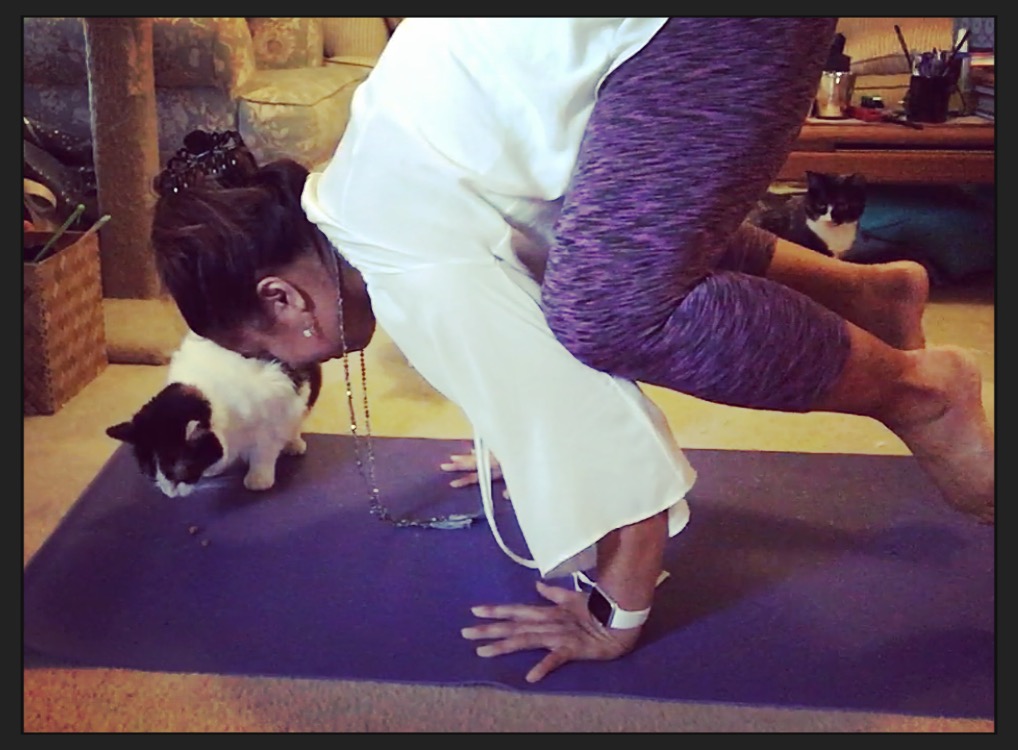 PETSANDPOSES5